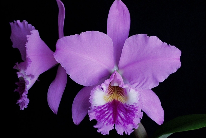 Каттлея лабиата