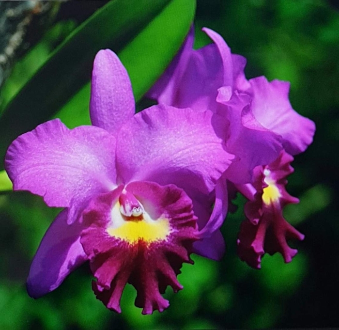 Каттлея трианы