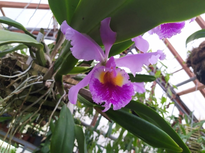 Орхидея каттлея национальный цветок венесуэлы
