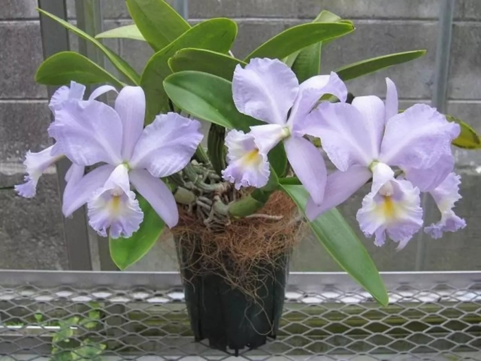 Каттлея бризе