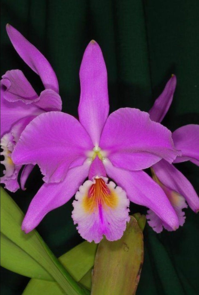 Каттлея лабиата