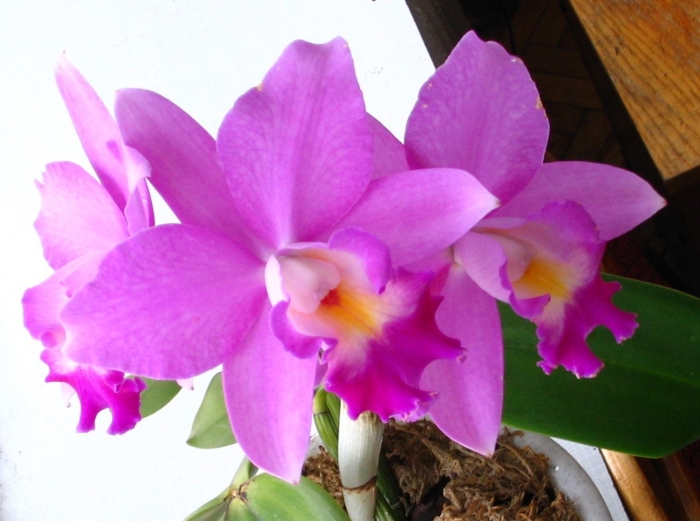 Каттлея нежно сиреневая