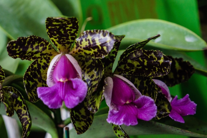 Ринхолелиокаттлея орхидея