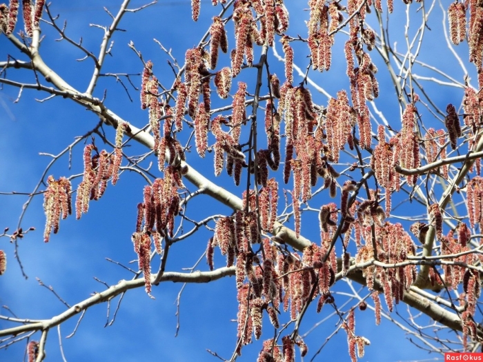 Сережки осины