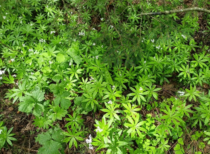 Ясменник душистый