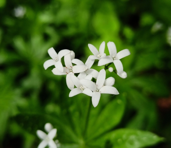 Ясменник душистый