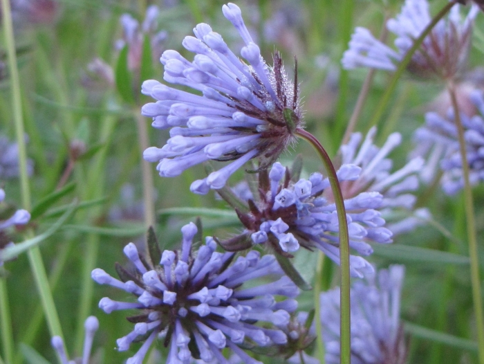 Асперула голубая