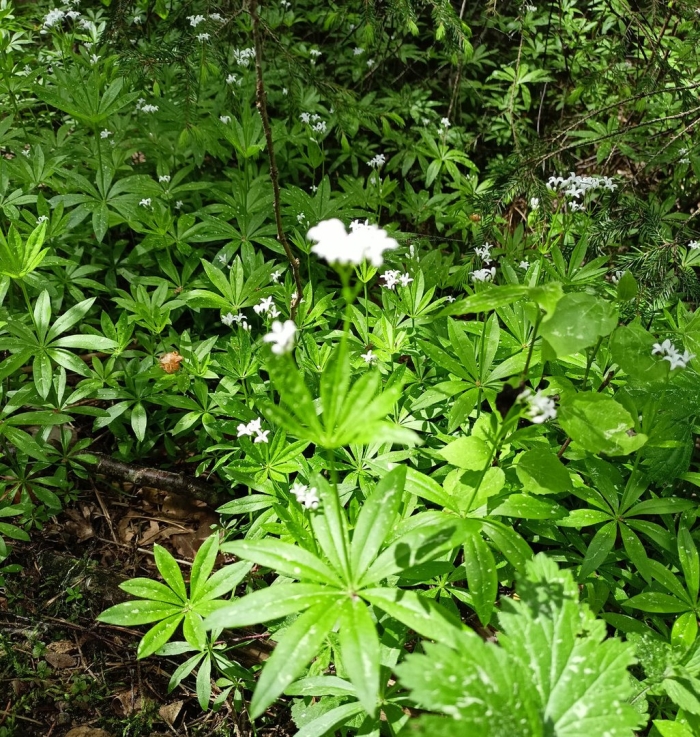 Ясменник душистый