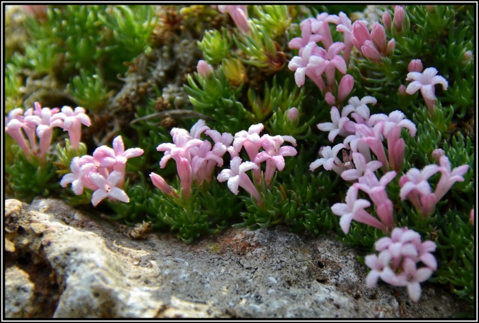 Асперула гуссона