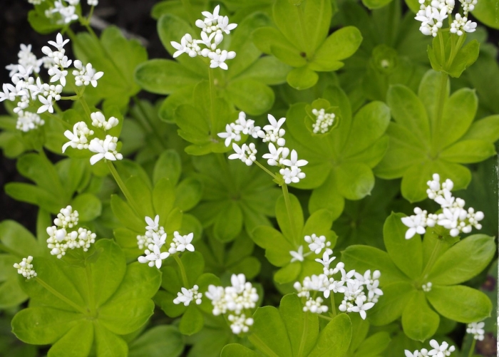 Ясменник красильный