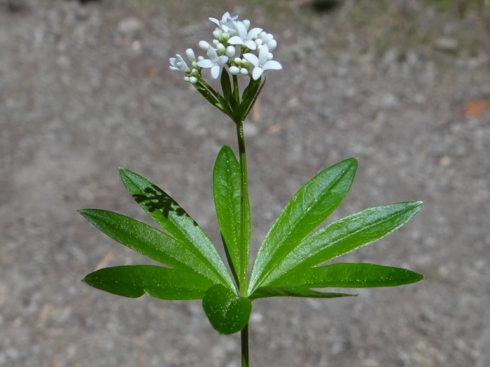 Подмаренник galium odoratum