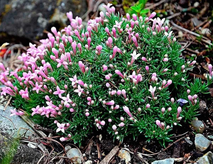 Ясменник штернталер