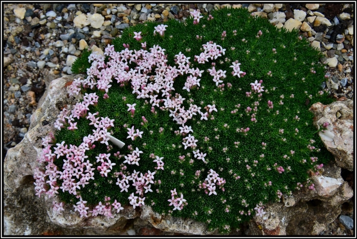 Ясменник пахучий