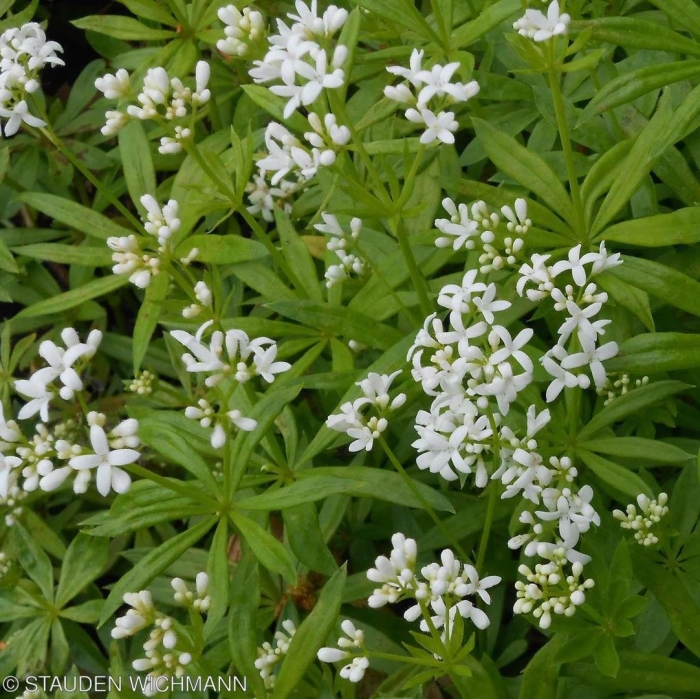 Подмаренник душистый (galium odoratum)