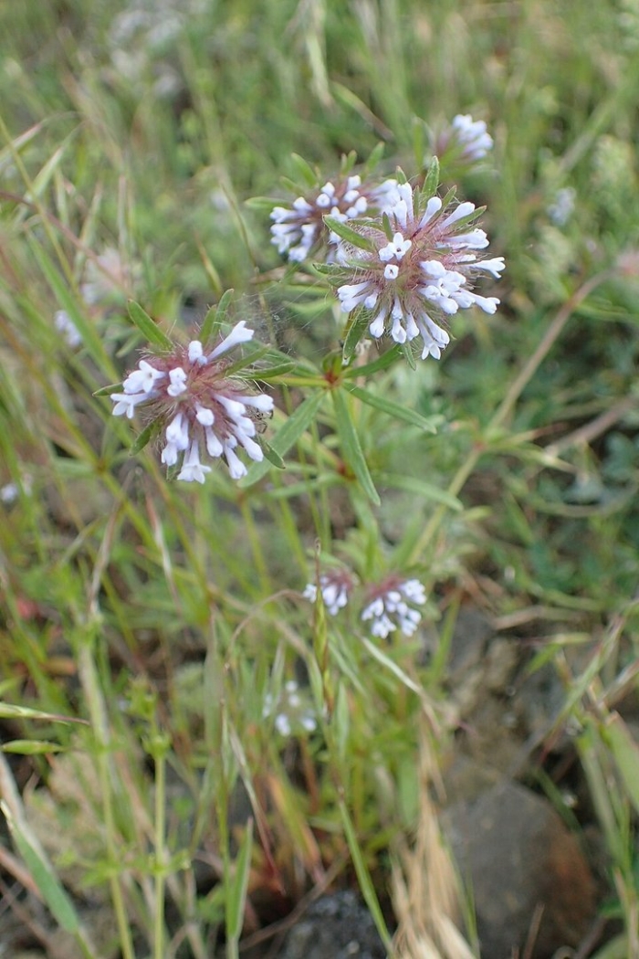 Asperula orientalis
