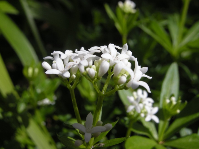 Galium odoratum