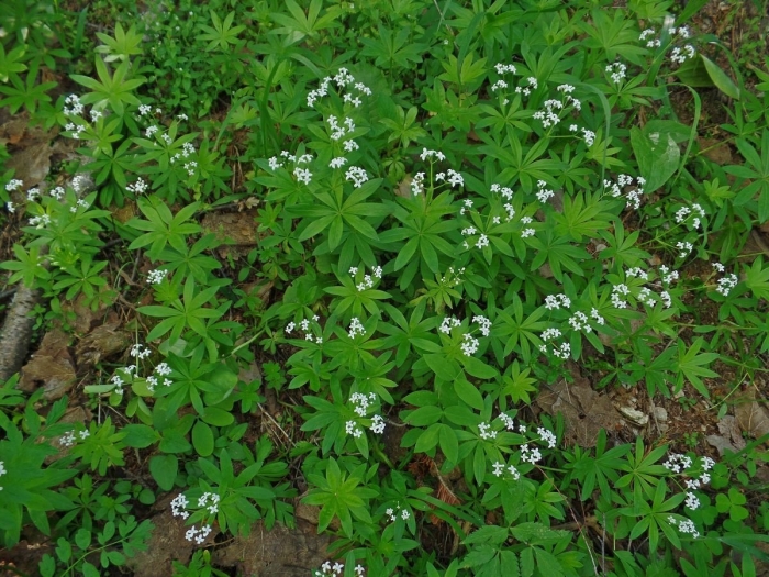 Galium odoratum