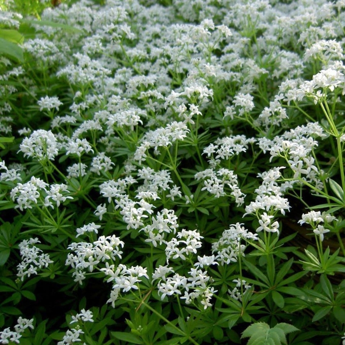 Asperula odorata