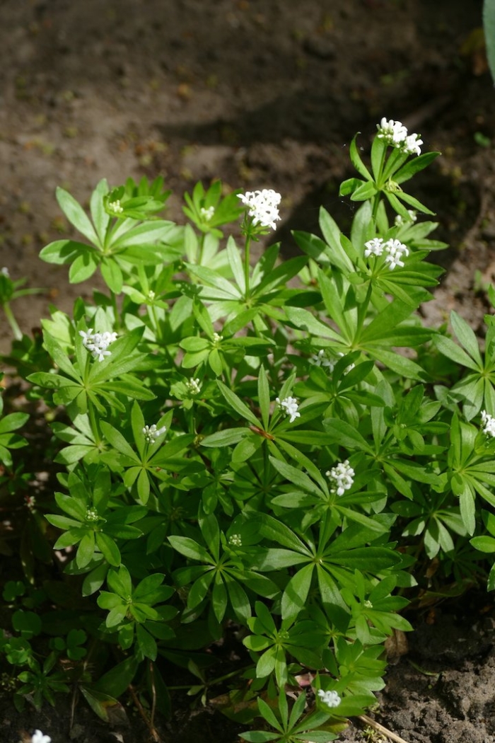 Подмаренник душистый (galium odoratum)