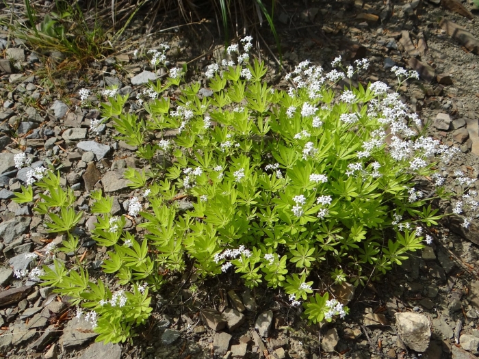 Galium odoratum