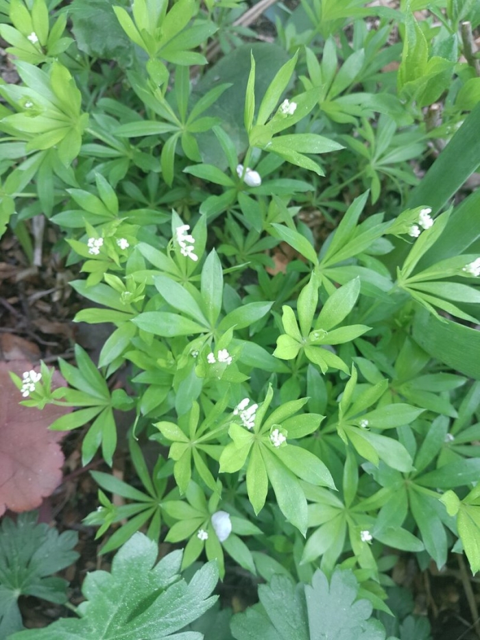 Подмаренник цепкий