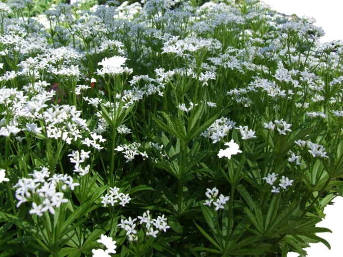 Ясменник пахучий