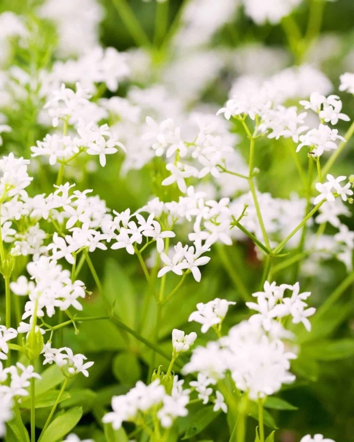 Ясменник душистый