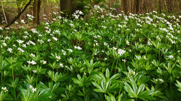 Подмаренник ясменник