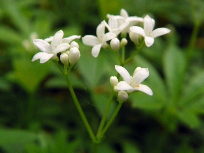 Asperula odorata