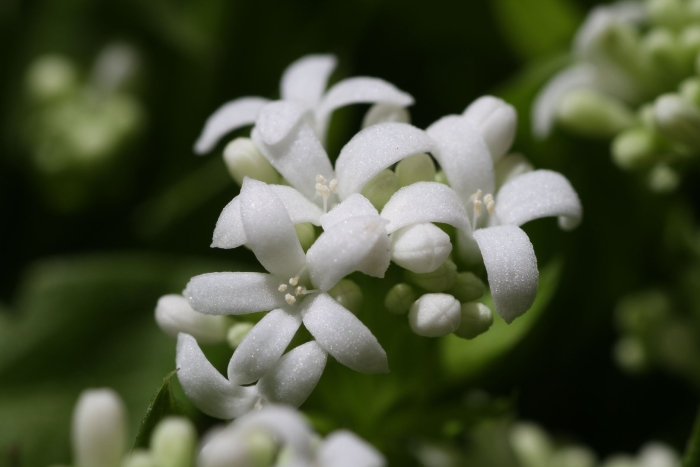 Galium odoratum