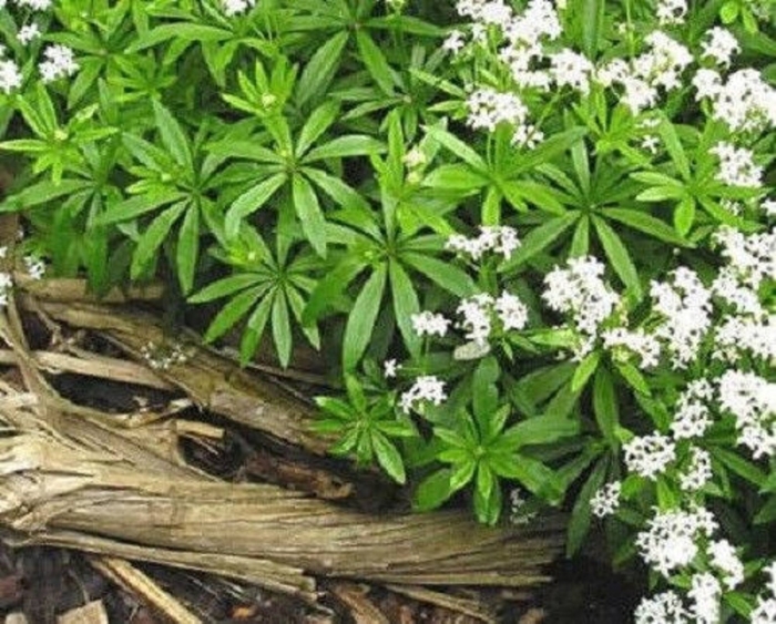 Galium odoratum