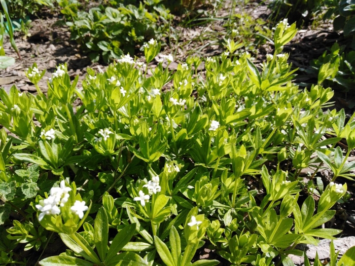 Подмаренник ясменник