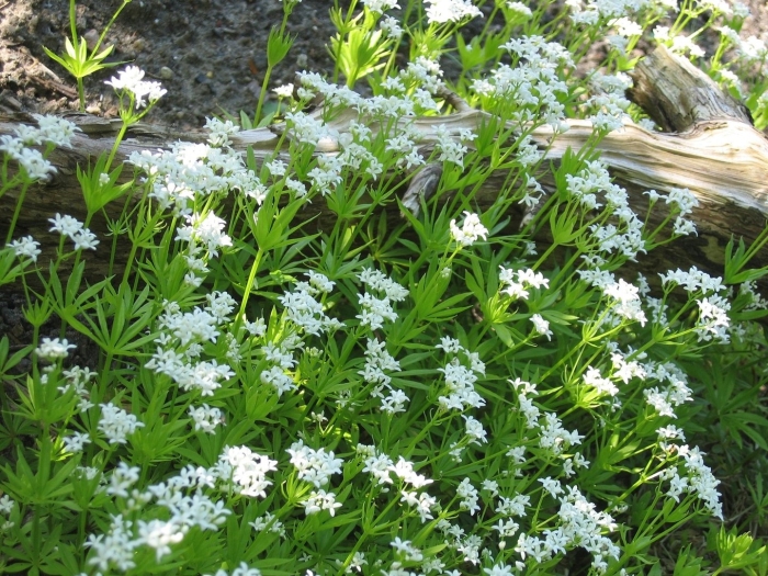 Ясменник голубой