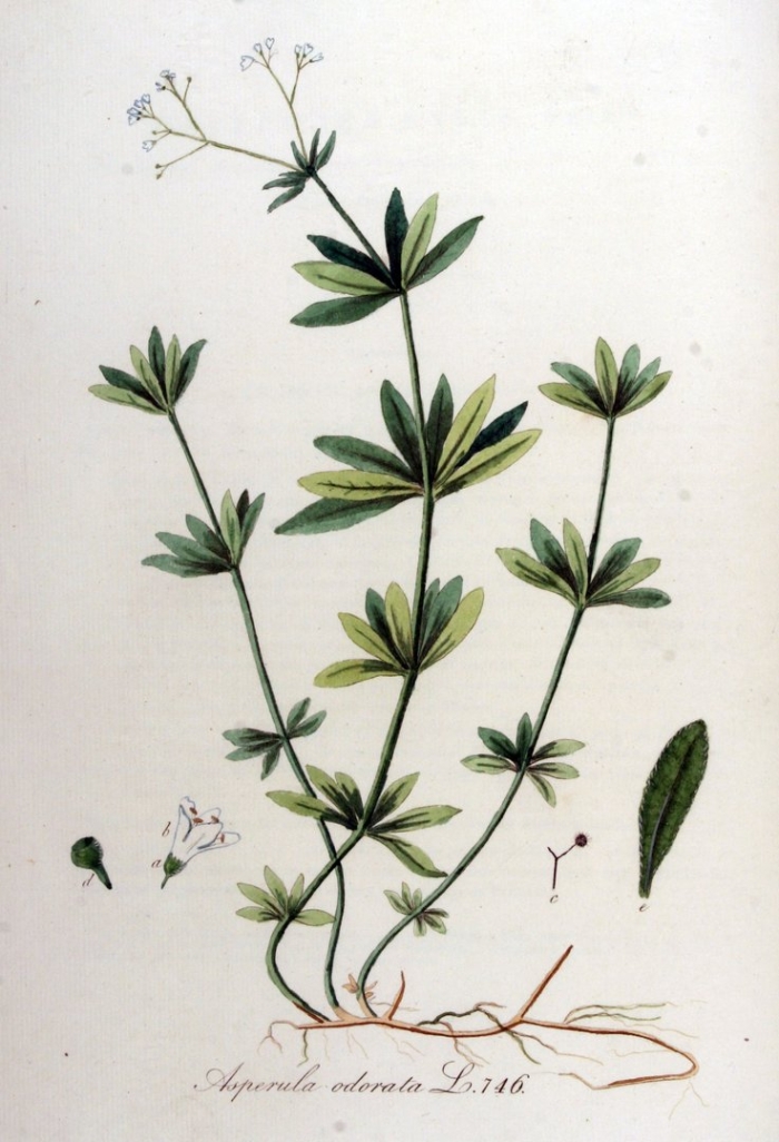 Подмаренник болотный (galium palustre)