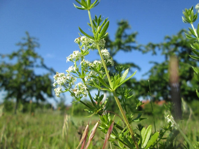 Galium mollugo