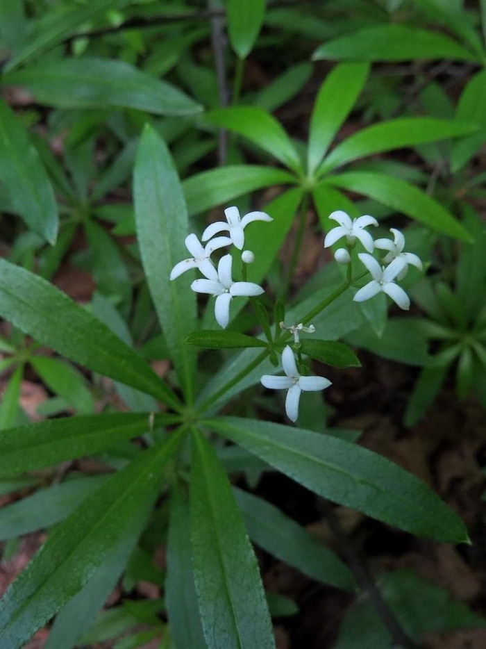 Подмаренник galium odoratum