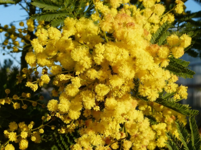 Мимоза или акация