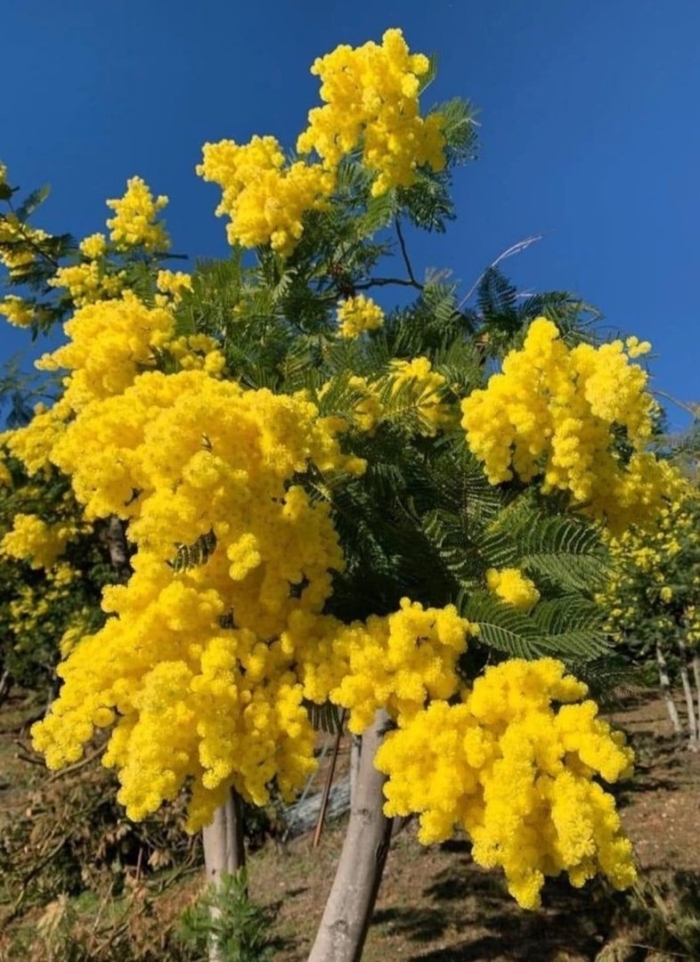 Мимоза куст