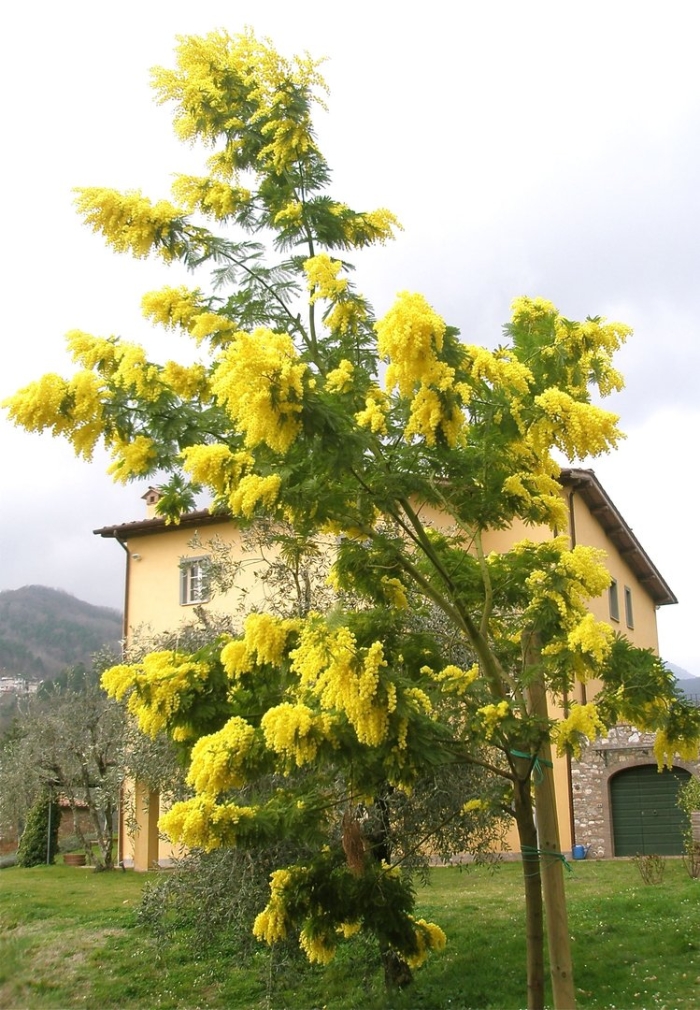 Мимоза акация абхазия