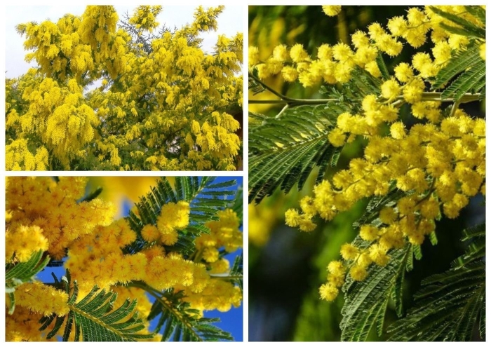 Дерево мимоза