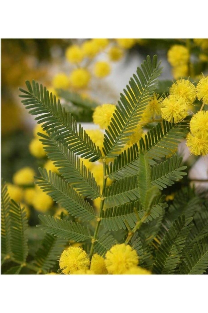 Лист мимозы