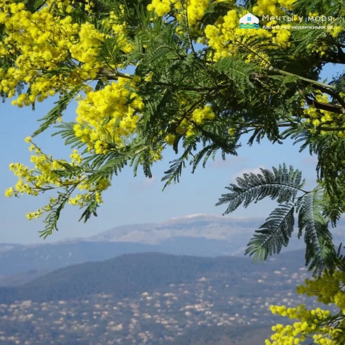 Мимоза акация абхазия