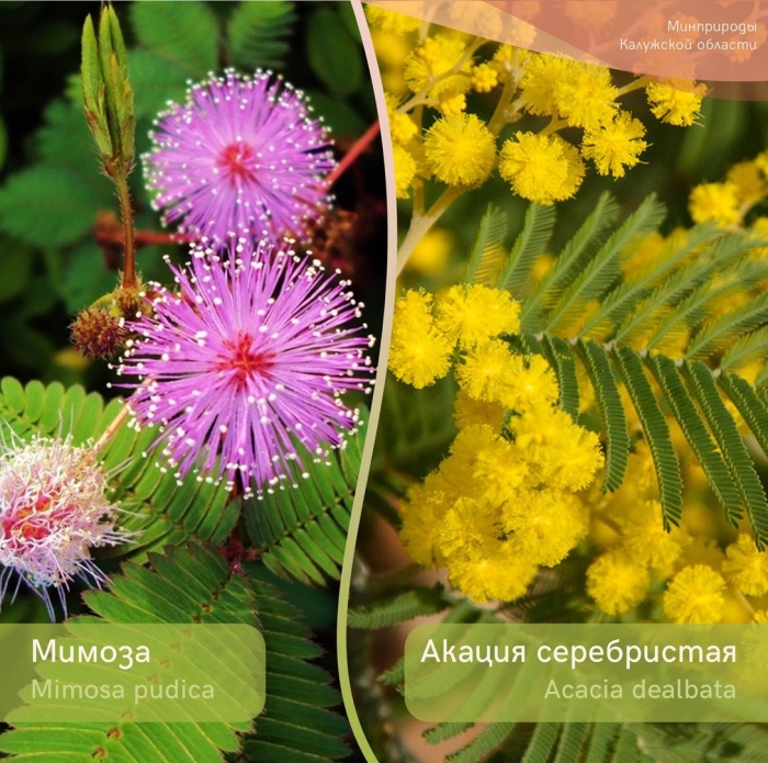 Мимоза или акация