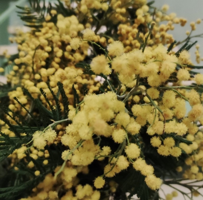 Мимоза цветок