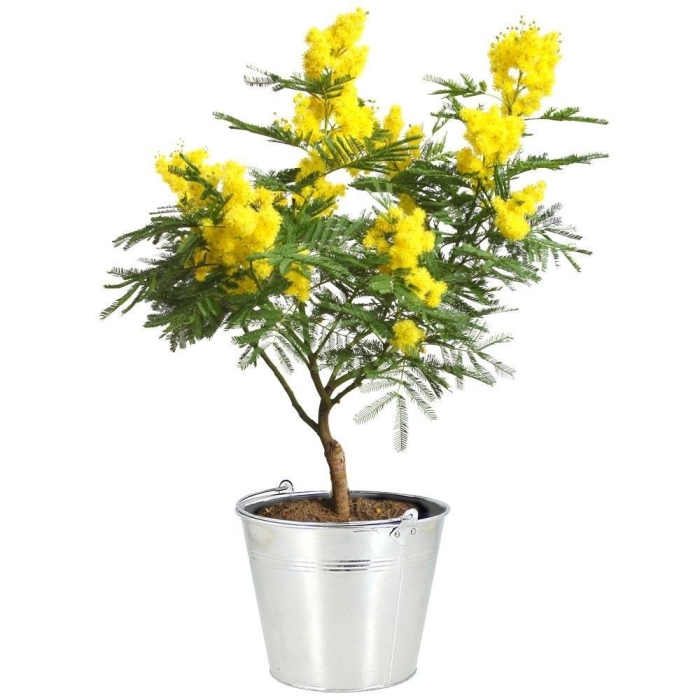 Мимоза акация серебристая горшечная