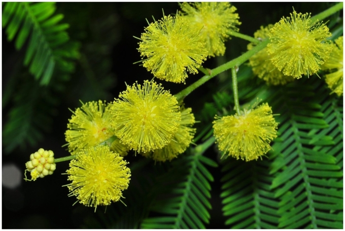 Мимоза acacia dealbata