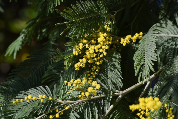 Мимоза акация абхазия