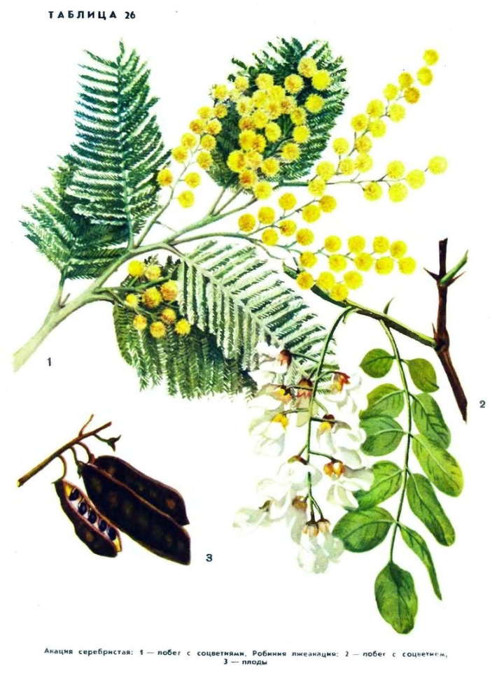 Акация серебристая мимоза