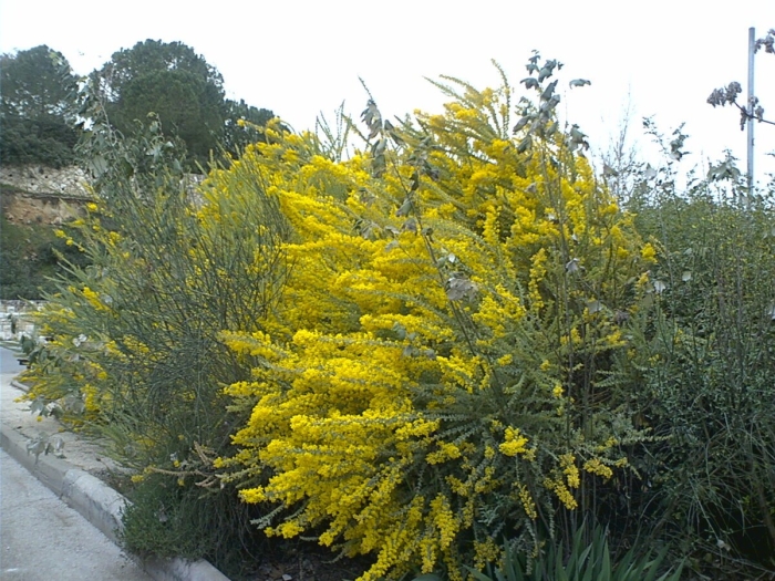 Мимоза кустарник садовая