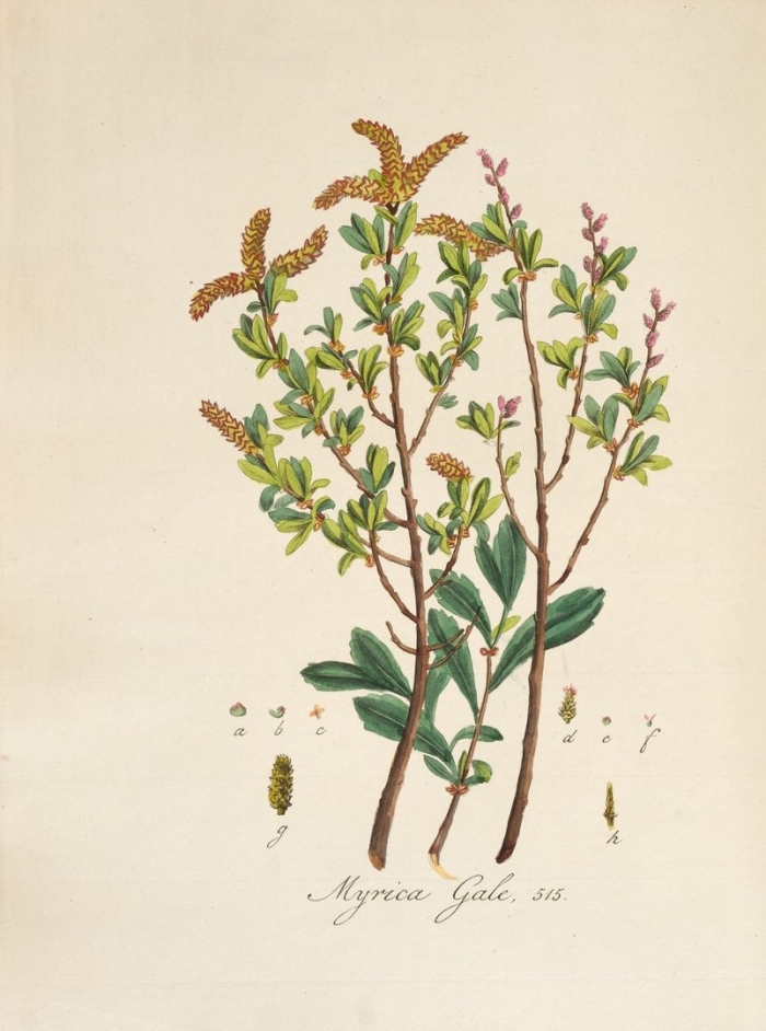 Восковник обыкновенный / мирта болотная